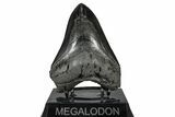 Bargain, Fossil Megalodon Tooth - South Carolina #367993-2